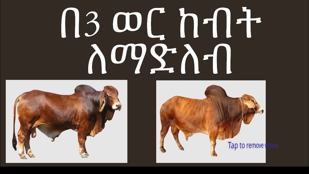 የከብት ማድለቢያ መኖ አዘገጃጀት