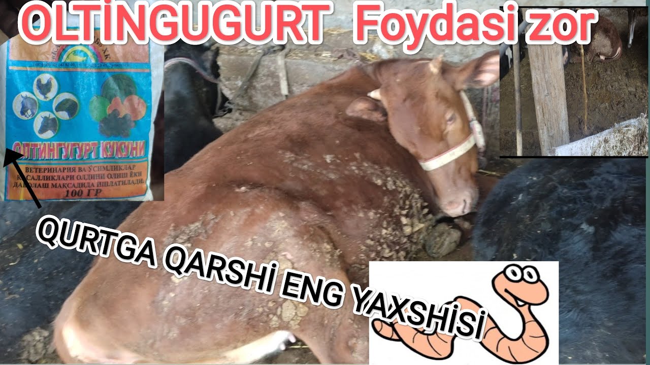 OLTİNGUGURT. ENG ARZON VA SİFATLİ DORİ QORAMOLLAR UCHUN
