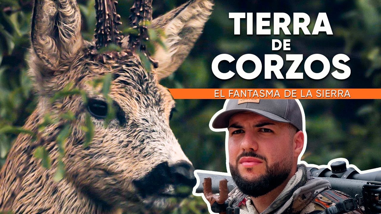 El CORZO FANTASMA de la sierra de Guadalajara. TIERRA DE CORZOS 2024 #1