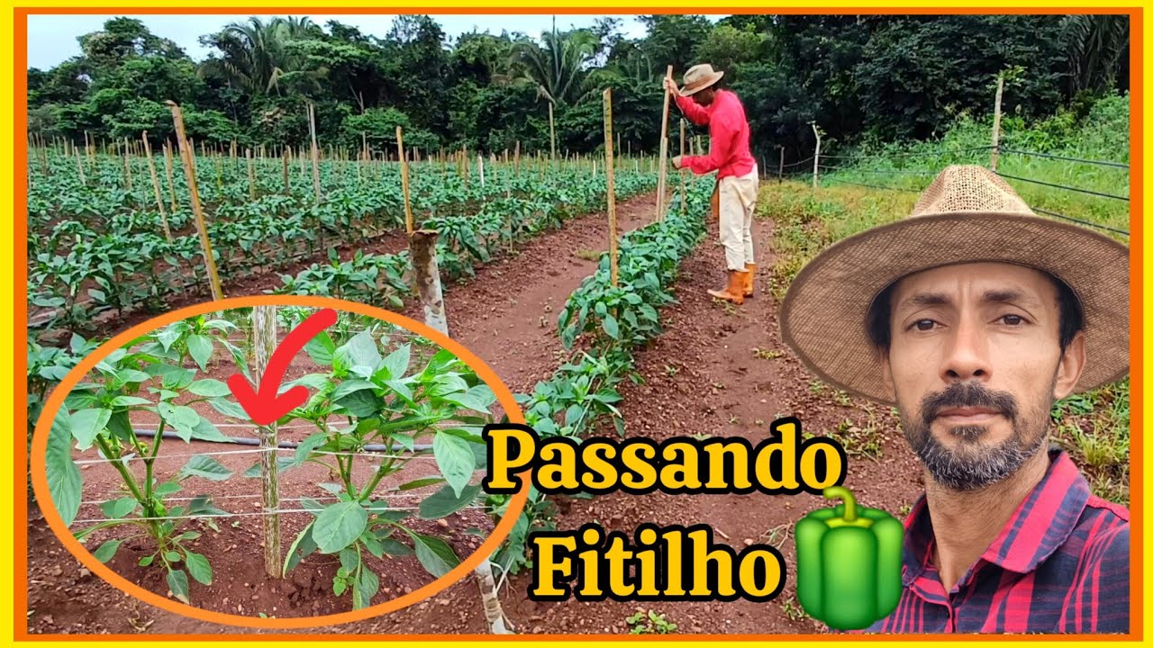 🫑Como passar fitilho no pimentão,estaqueamento tutoramento do pimentão.