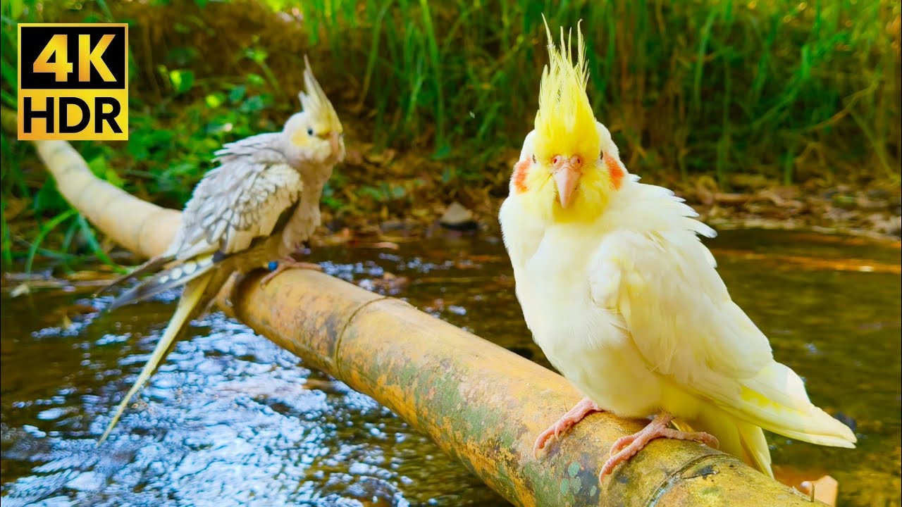 Cockatiels Singing in the Wild 🦜 1 Hour Natural River Ambience | 4K HDR