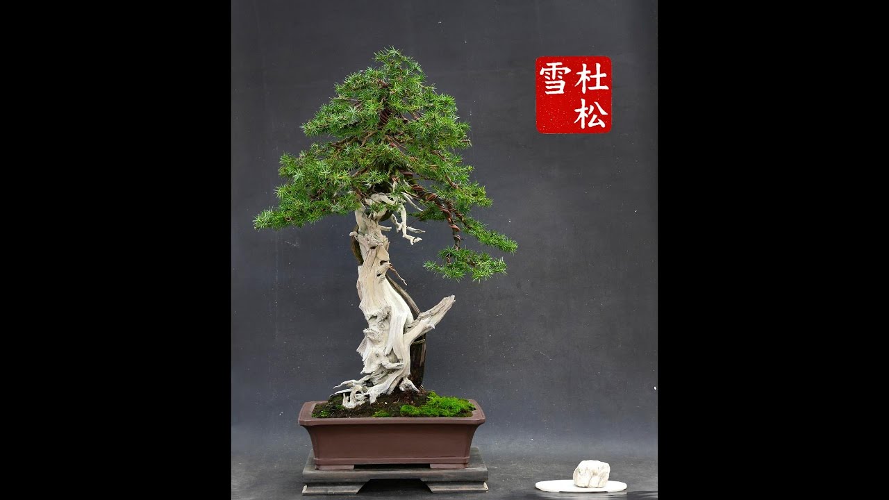 Juniperus rigida BONSAI  El enebro de las nieves