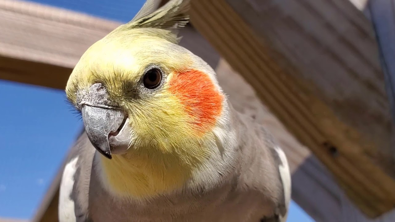 Parakeet and Cockatiel Aviary Expansion and Education Video