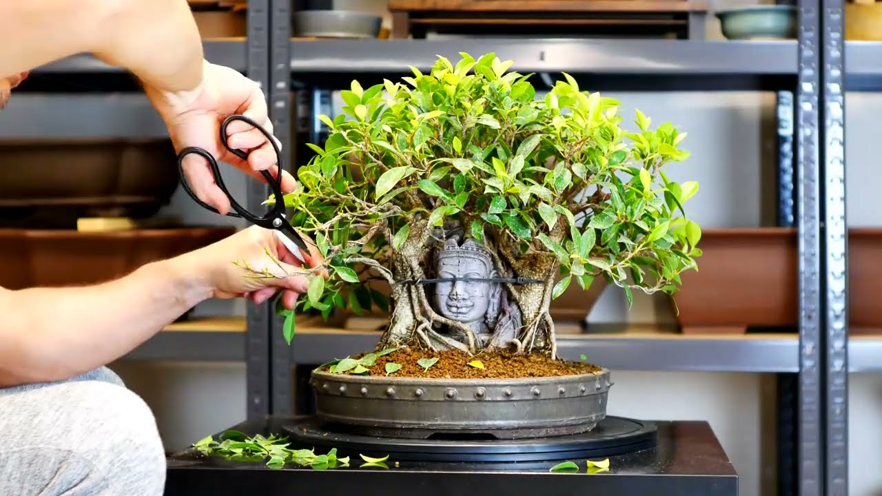 Ficus in lost world of jungle part2