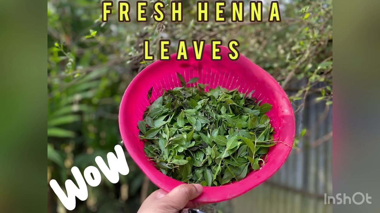 Henna tree | Fresh henna / Mehndi paste | Mehndi tree in Bangladesh