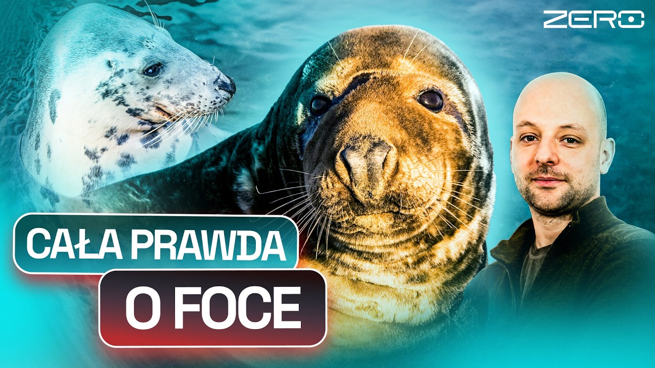 WSZYSTKO, CO POWINNIŚCIE WIEDZIEĆ O FOCE