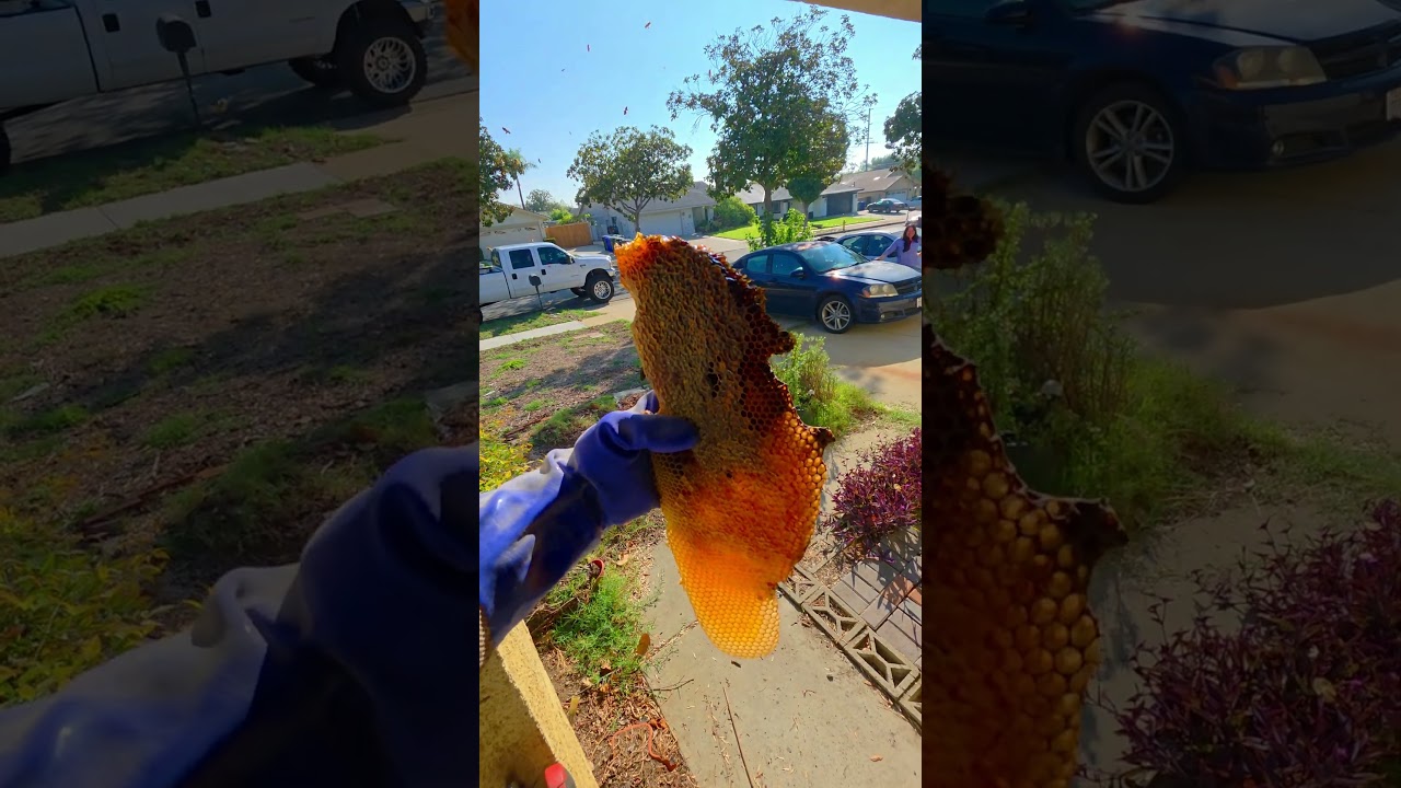 Ride-Along Bee Removal Training | #bee #shorts #beekeeper