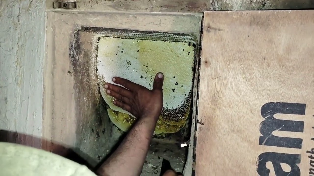 मधुमक्खियों से प्रेमपूर्वक शहद कैसे निकालता है?