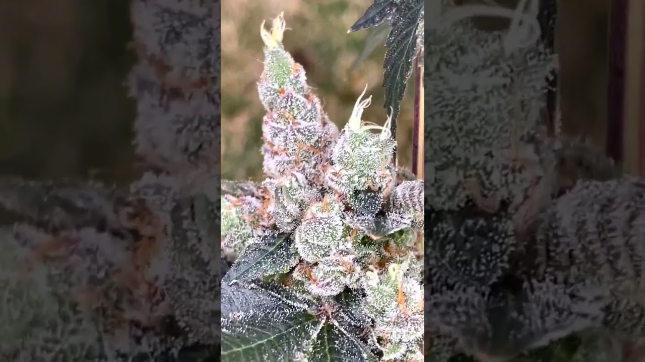 Terpee slurpee  #weed
