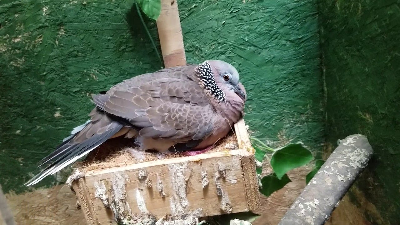 Protective mother spotted dove