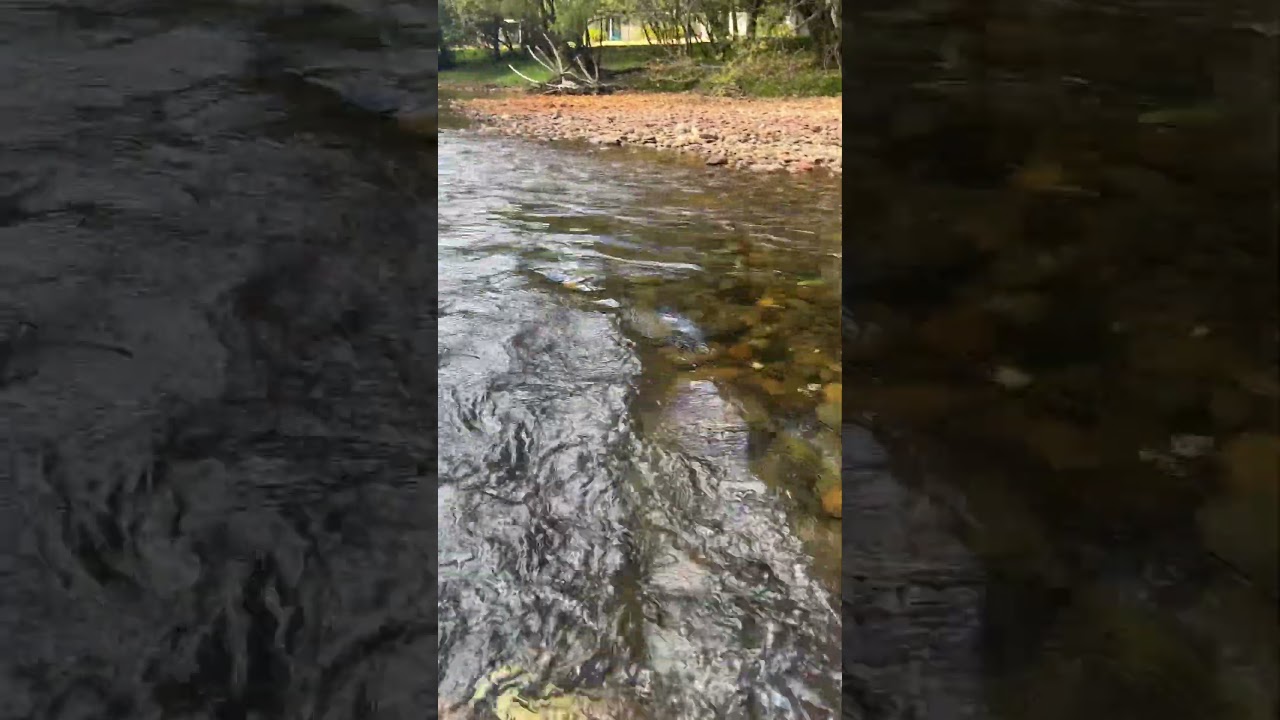 The Ovens River is dammed at Porepunkah to a create a river swimming pool in the warmer months.