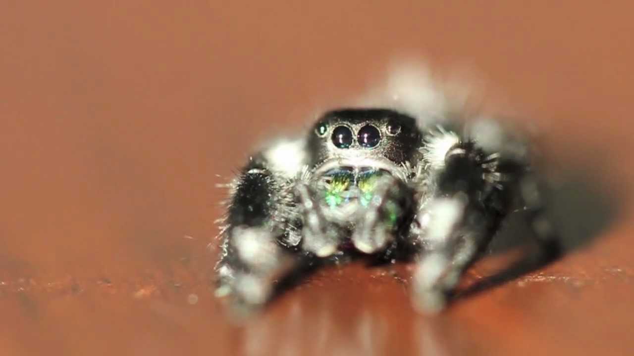 Regal Jumping Spider Male (Phidippus regius)