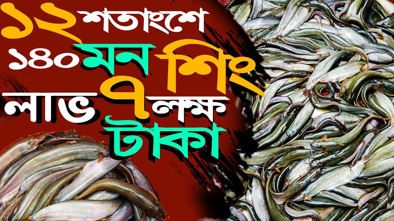 ১২ শতাংশের পুকুরে ১৪০ মন শিং মাছ - বিক্রি করে লাভ ৭ লক্ষ টাকা | শিং মাছ চাষ পদ্ধতি | Catfish farming