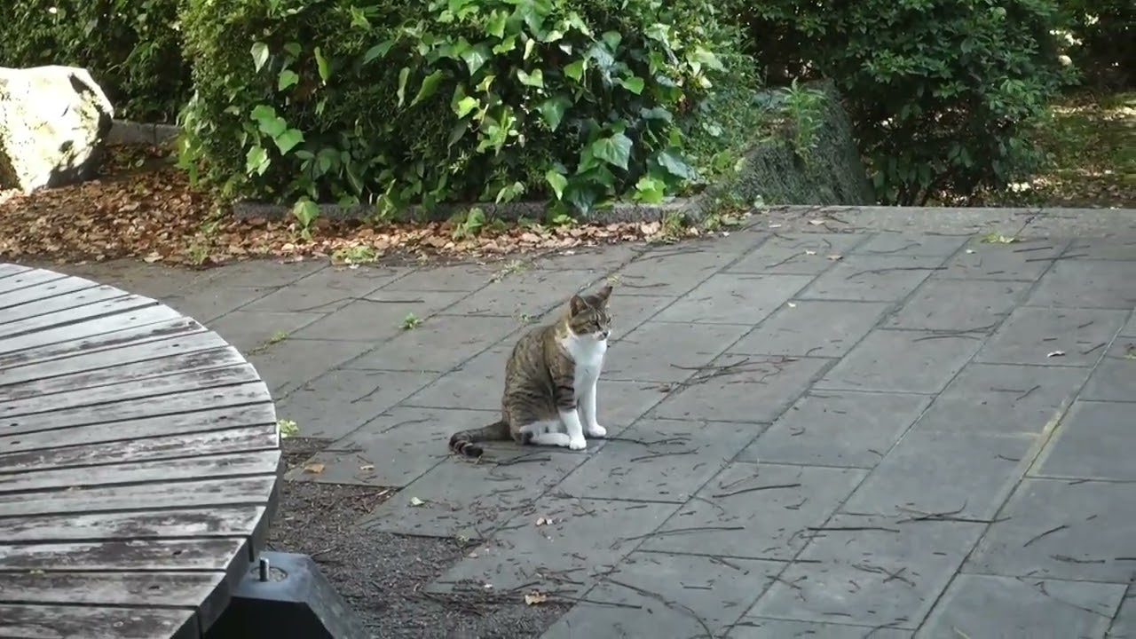 【Cat Video】 meowmeow Happy #cat  #cats  #cute