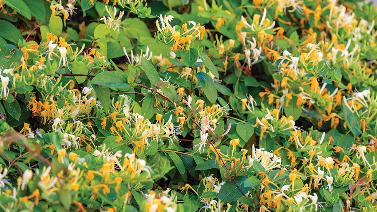 What Is Honeysuckle? | Honeysuckle: 6 Uses & Benefits of This Common Garden Plant