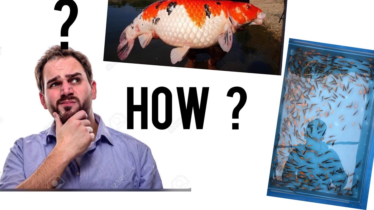Как ухаживать за мальками кои? Новости Cuttlebrook Koi Fry