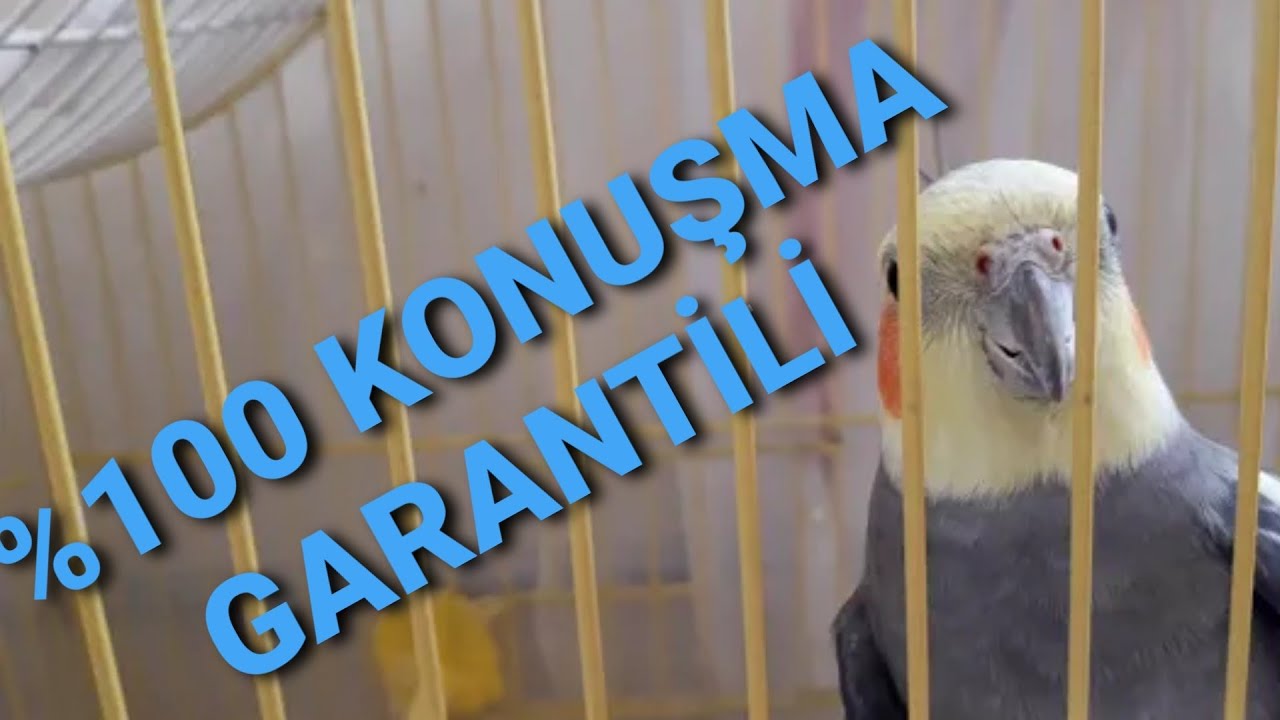 KONUŞTURMA TEKNİKLERİ