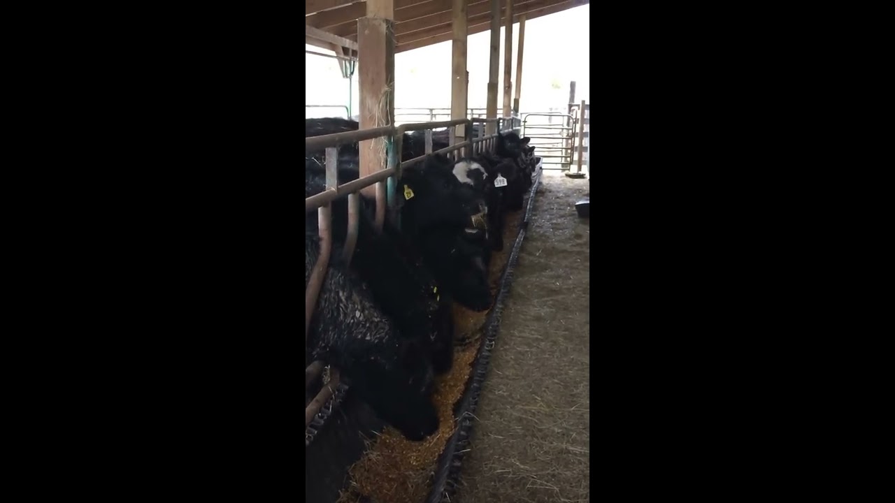 Explaining how I started backgrounding cattle, my background and feeding cattle.