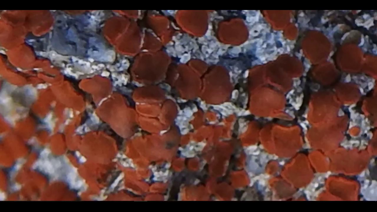 Blastenia crenularia   Crustose Lichen