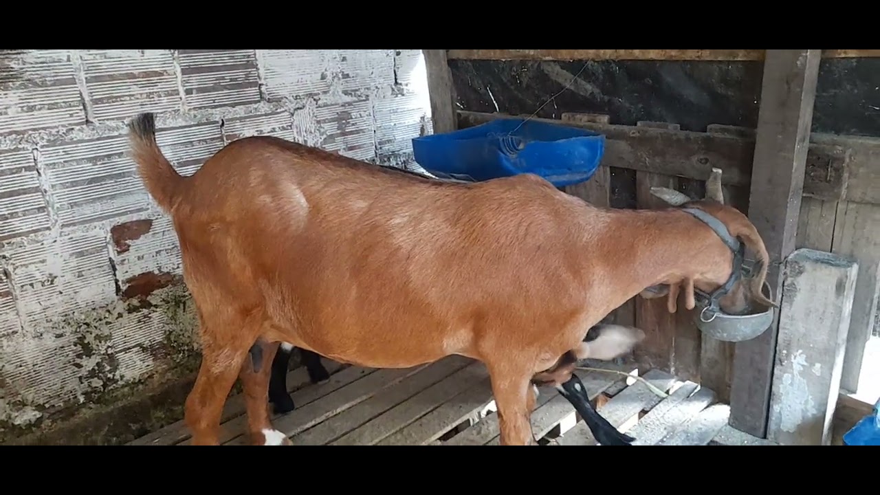 Lutando pela vida do Amedoim
