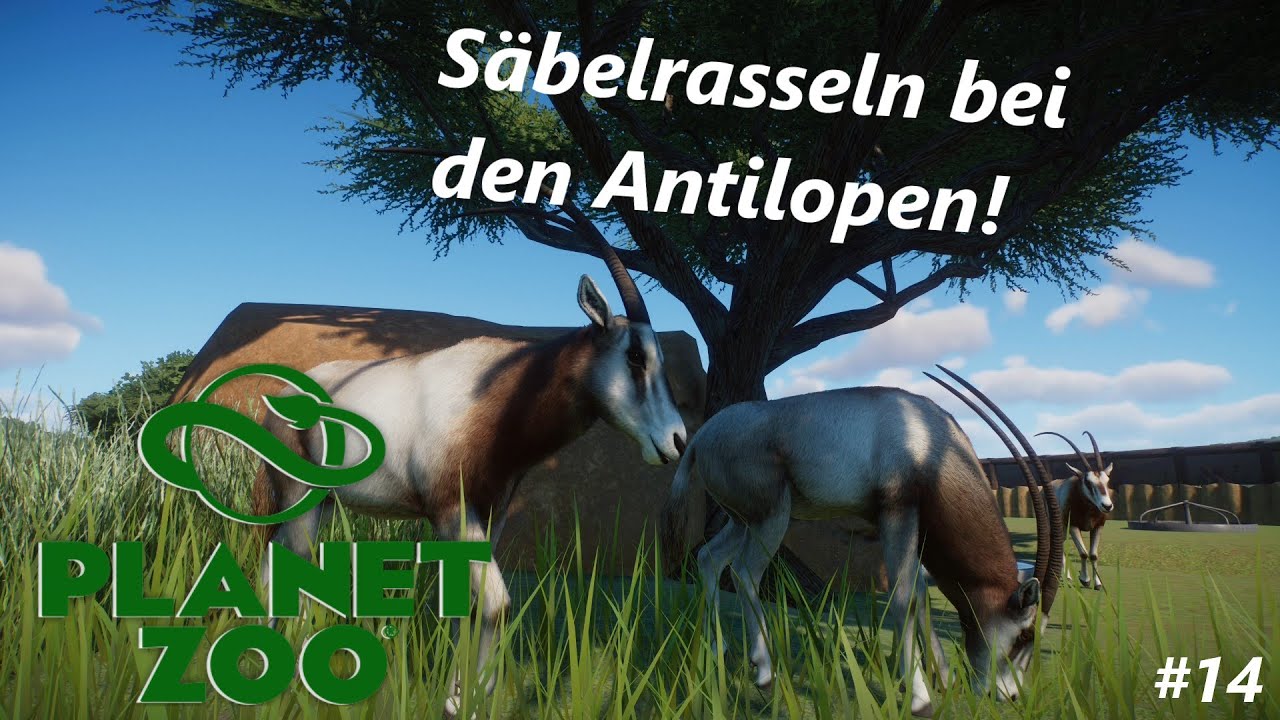 Säbelrasseln bei den Antilopen! | Planet Zoo #14