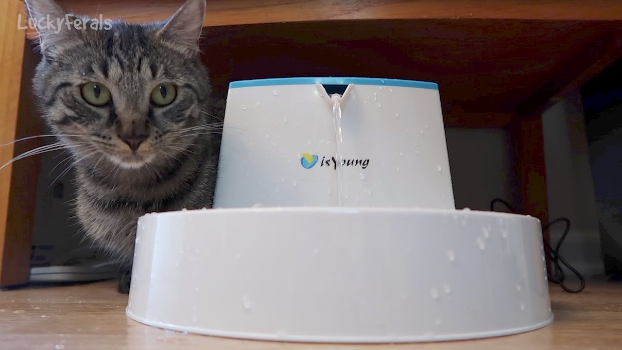 Cats React To IsYoung Pet Fountain - Product Review Unboxing
