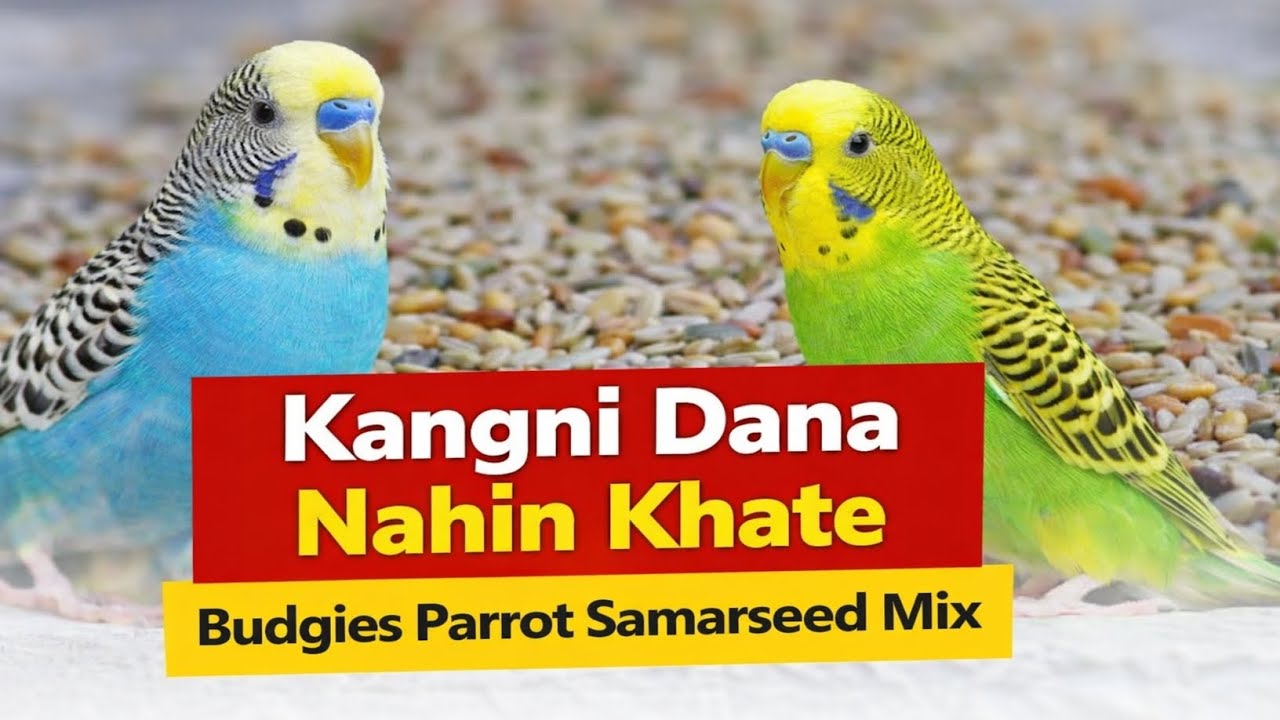 Best Summer Seed Mix for Budgies |Budgies Kangni Dana Nahi Khate?