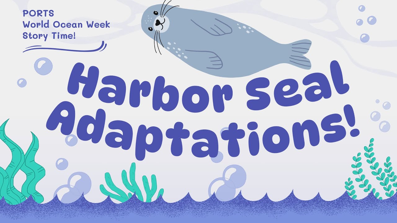 WORLD OCEAN WEEK: Harbor Seal Adaptations!
