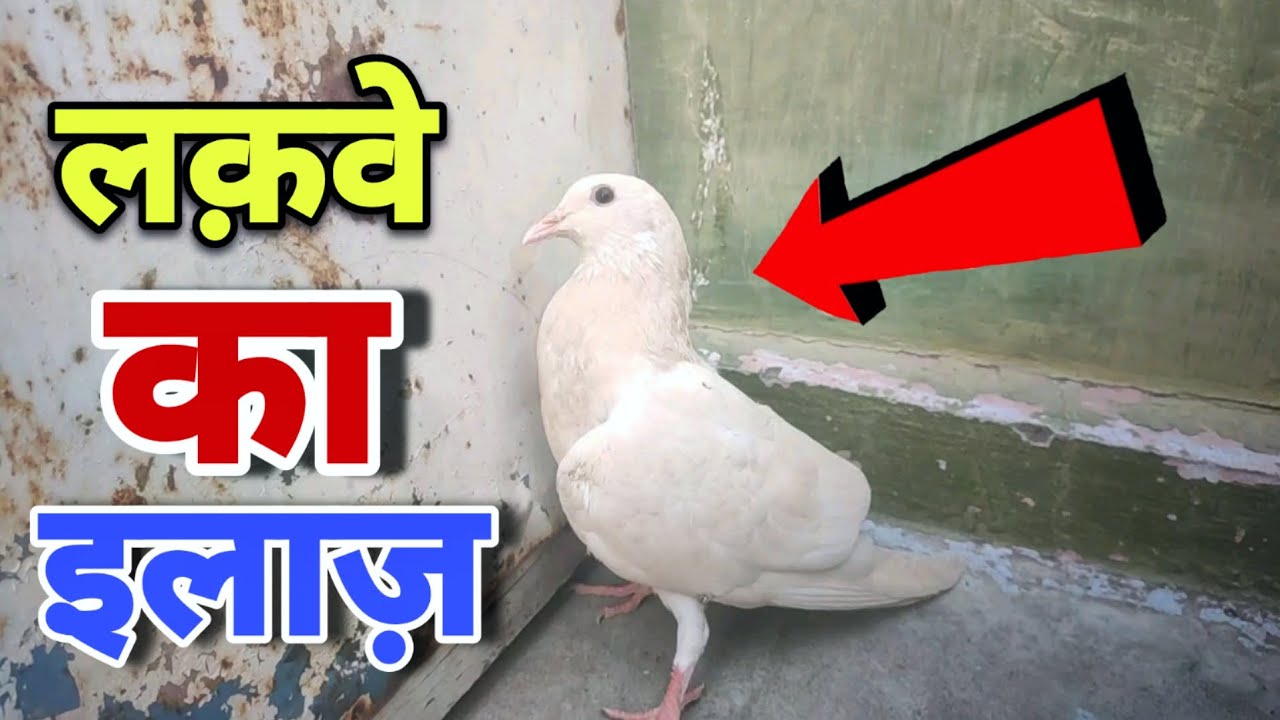 Kabootar Ke Lakhwe Ka ilaj | कबूतर के लकवे का इलाज़ ❣️🕊
