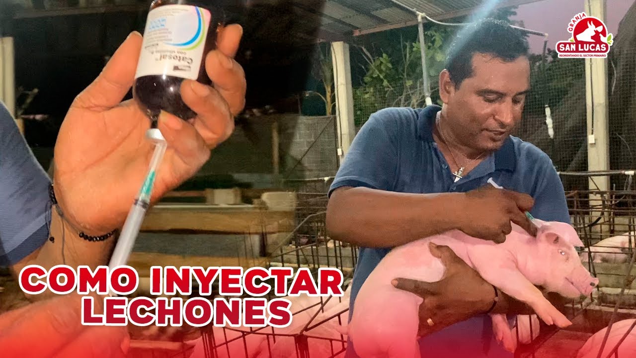 ¿Cómo se inyectan los lechones? | Mi Granja San Lucas