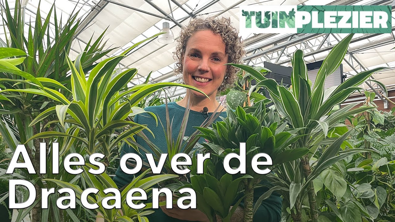 Alles over de Dracaena - Drakenbloedboom | TUINPLEZIER