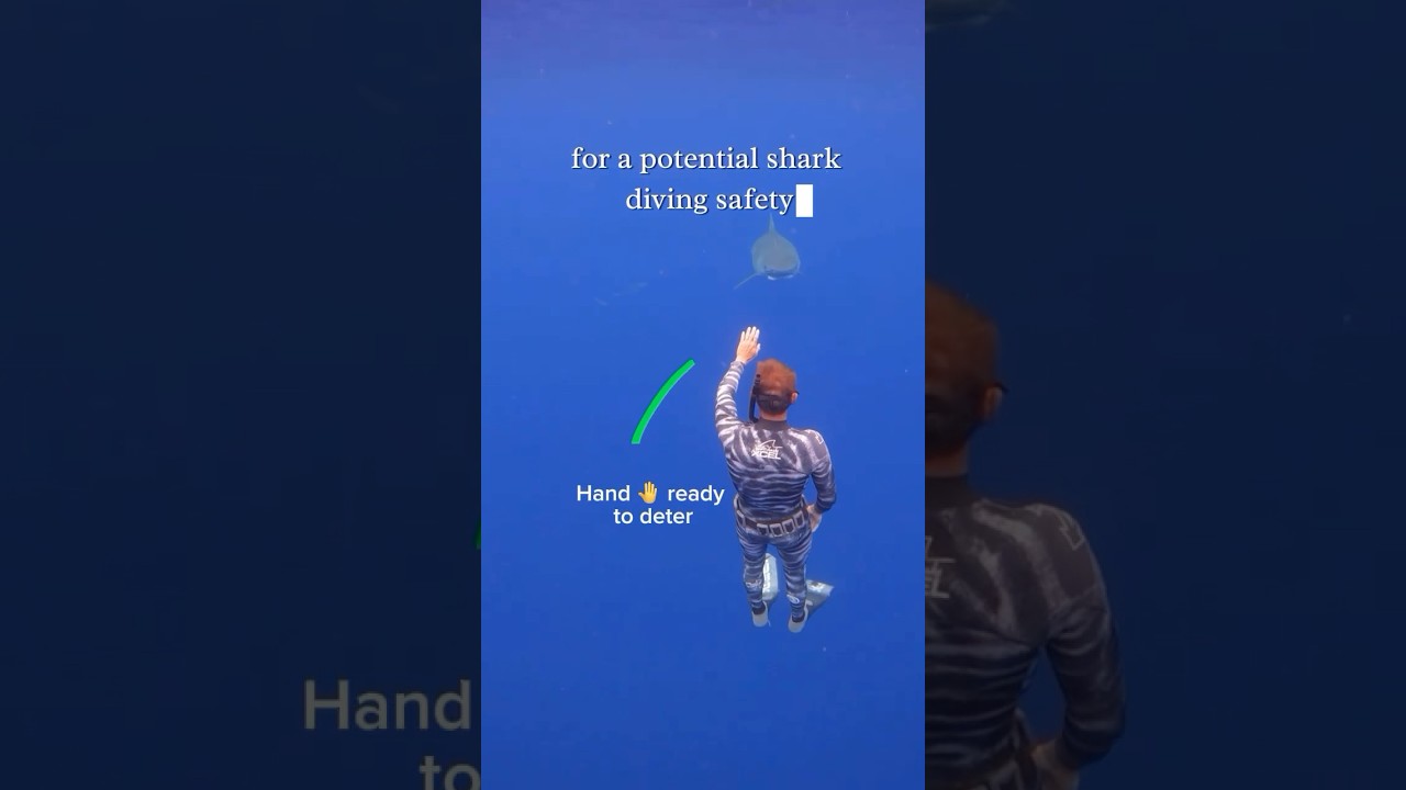 LIFE SAVING Shark Safety Tips ‼️ #shark #diving #safety #education #training #lifesavingskills #a