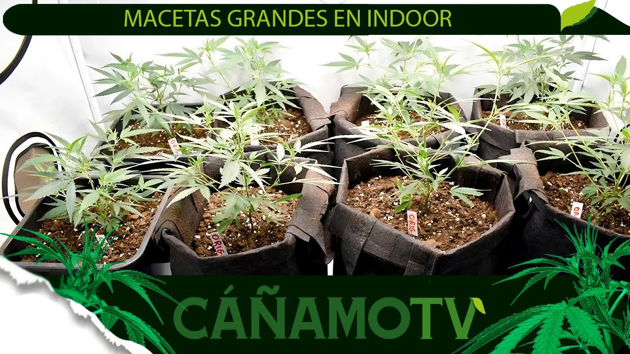 CULTIVAR CON MACETAS GRANDES EN INDOOR 💡 Mars Hydro FC-E4800