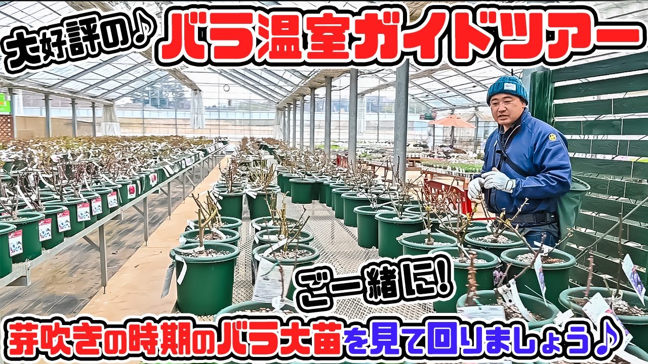 大好評♪の【温室ガイドツアー】芽吹きの時期の「バラ大苗」を見て回りましょう🌹【高木大輔さん】