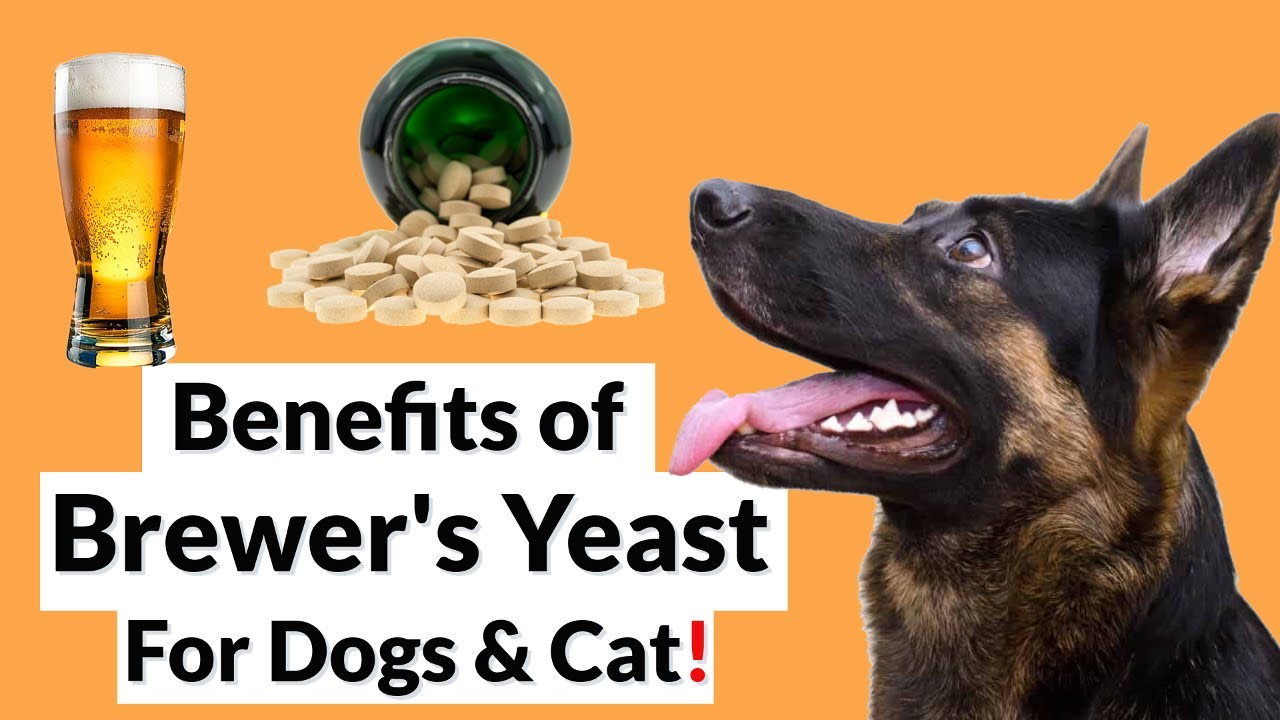 Brewer's Yeast: Benefits, Side Effects and More.