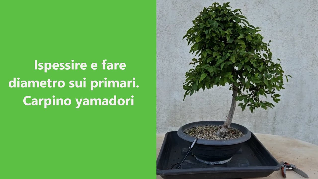 Come ispessire i rami. Potatura e progressi sul mio primo Yamadori