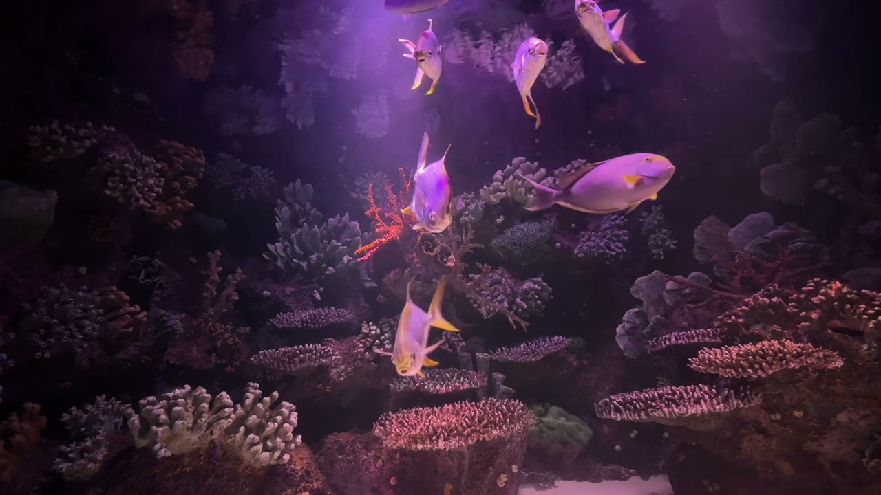 FULL SCREEN  Tropical Fish, Screensaver with Water Sound Over 2 Hours Long From FRAMED SCREENSAVERS