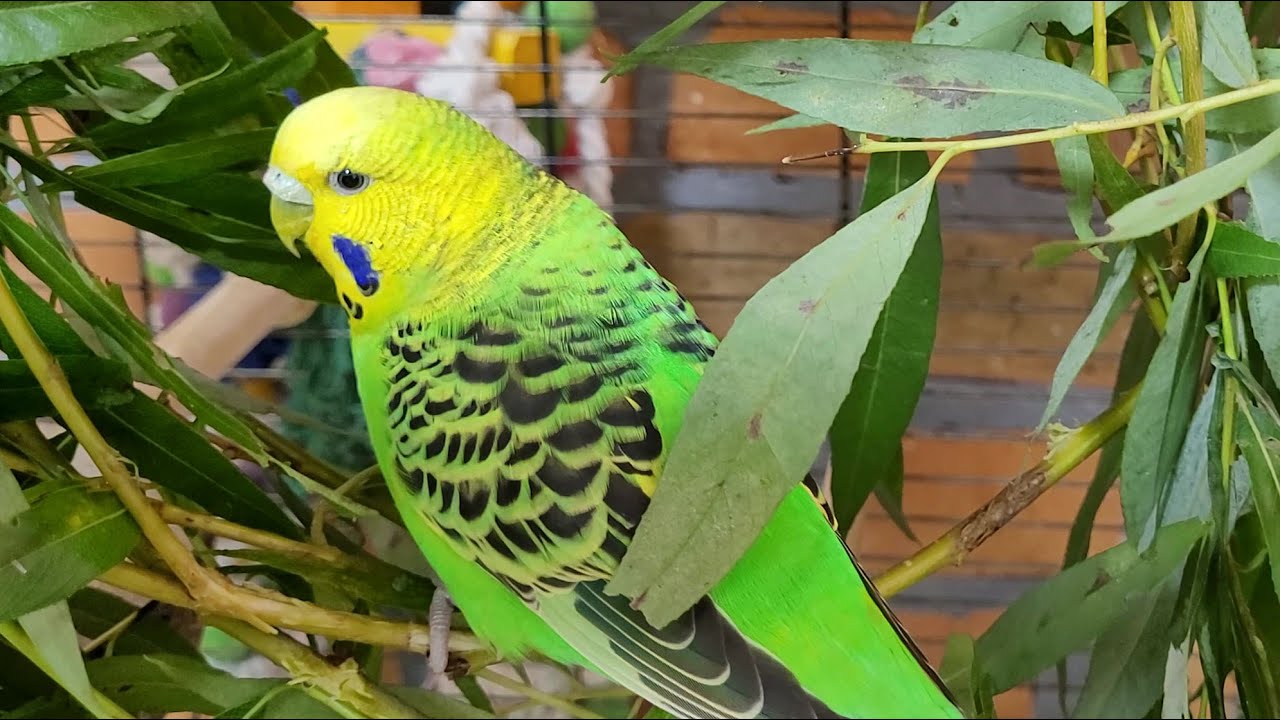 7 hours of budgie sounds for relaxation