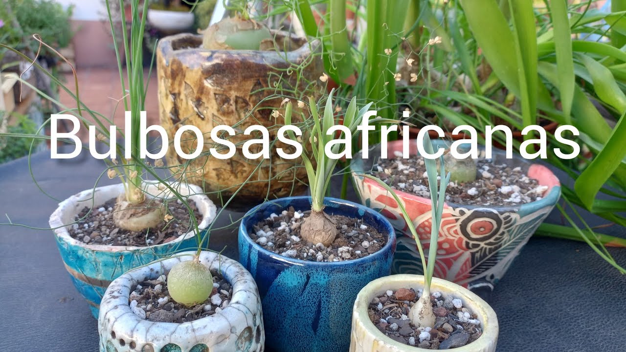 Suculentas Raras africanas Bowiea Albucas  Drimia #cactusysuculentas #lasplantasdegeral #jardin