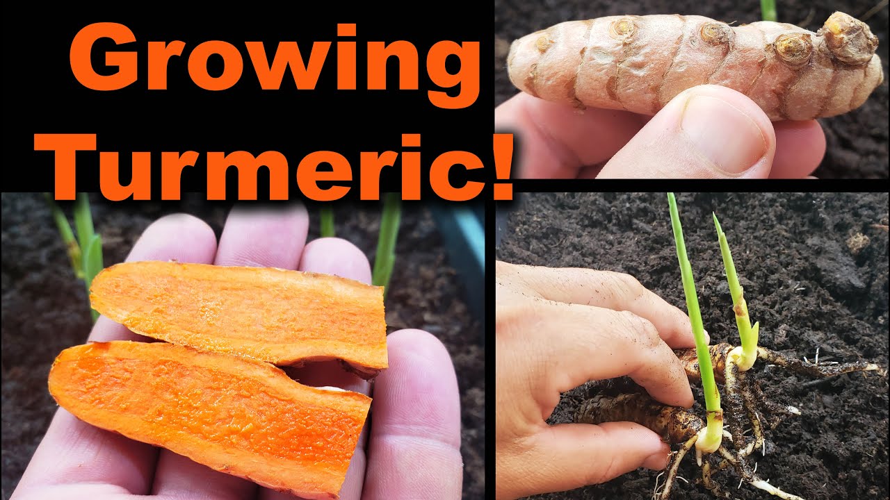 Growing Turmeric In 2020 - Part 1 of 2