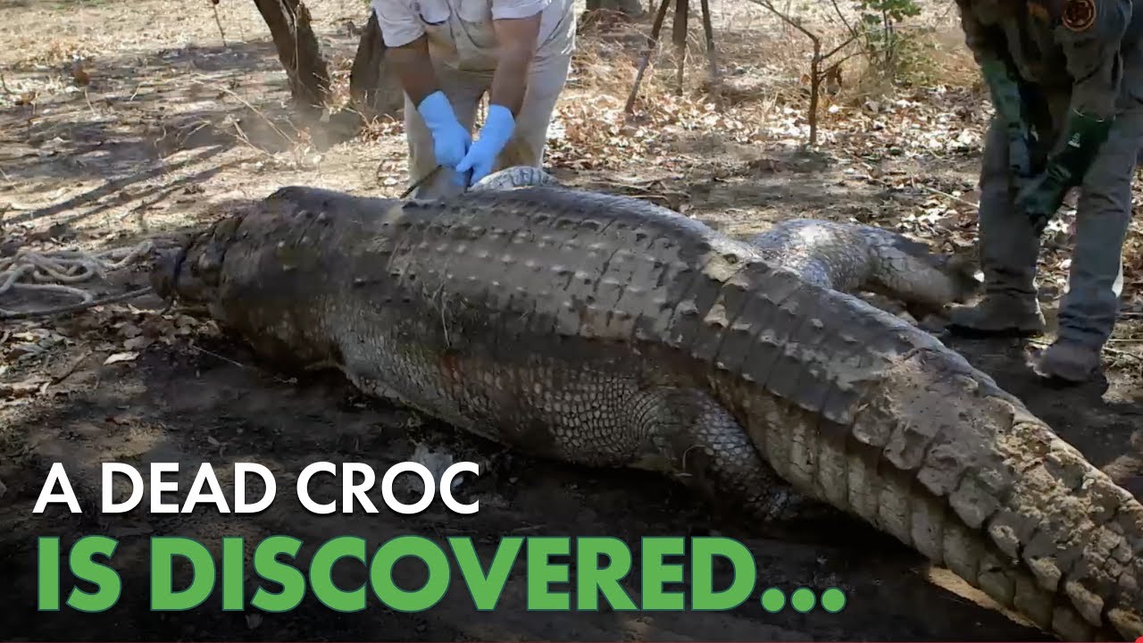 Rangers Find GIANT Dead Saltwater Crocodile...