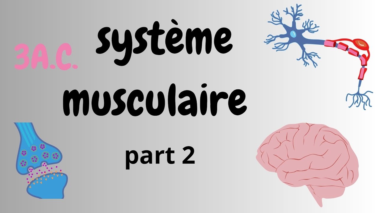 le système nerveux 3éme année college - résumé -partie 2🧠