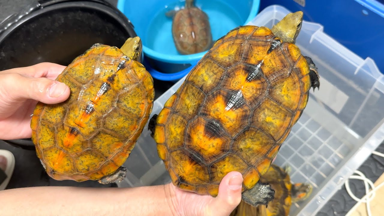 久々に家の美亀たちを紹介します。