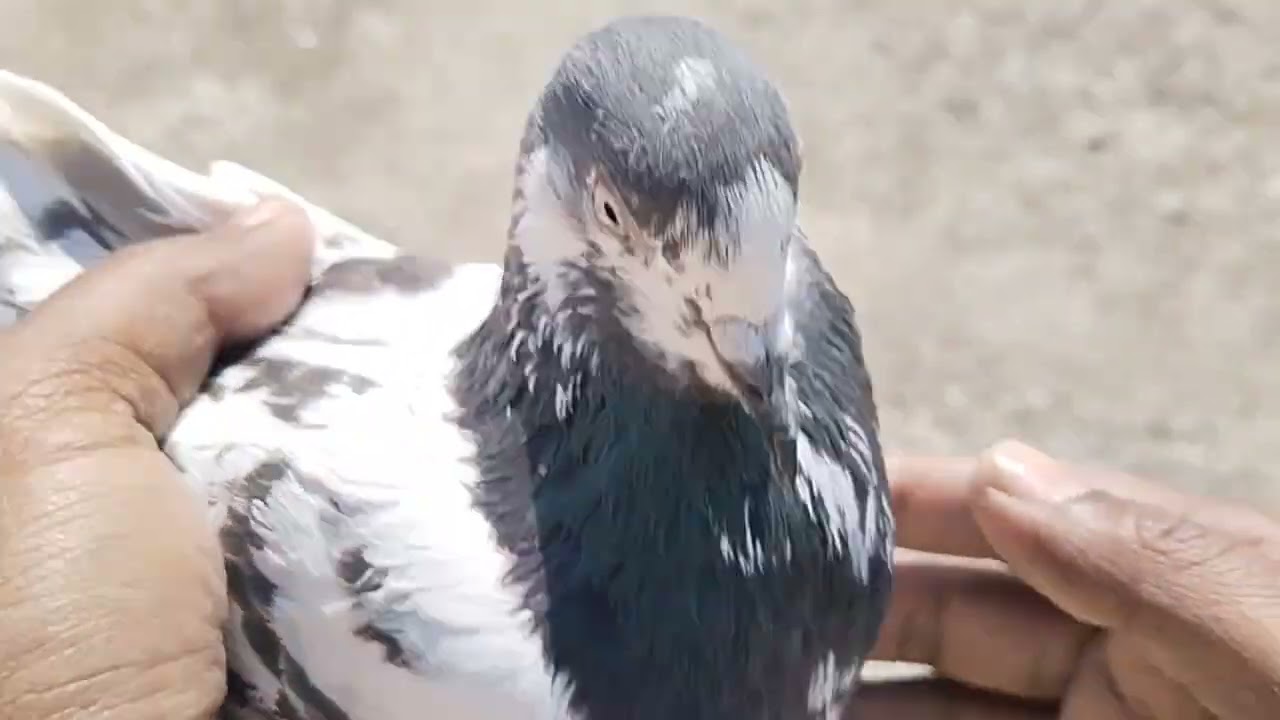 ماشاء اللہ بھائیوں کے لئے بریڈر 5 جوڑے ٹیڈی قصوری ریٹ مناسب11000 کے03260112462 جہلم سرائے عالمگیر 