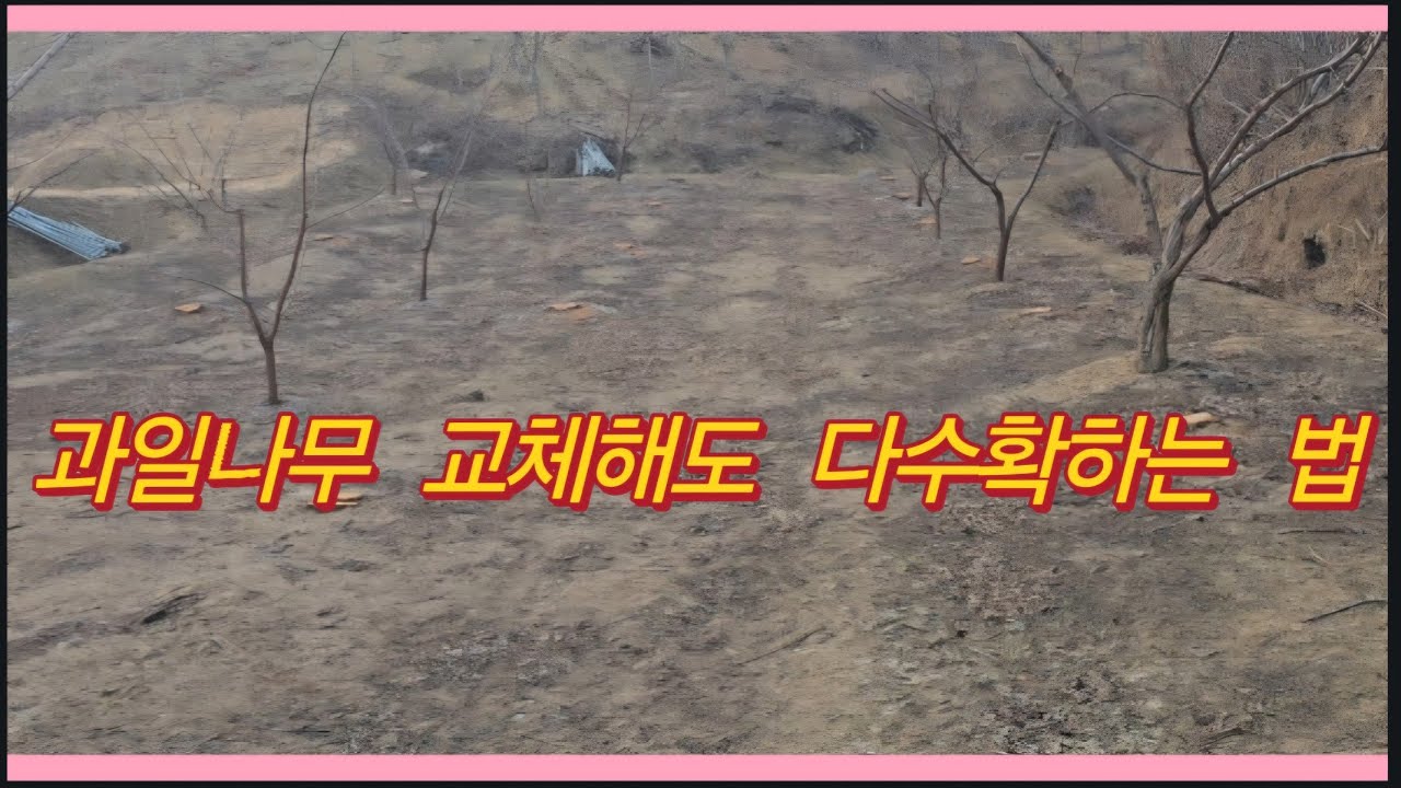 과일나무(자두) 교체해도 지속적으로 다수확하는 재배방법(농사의신)