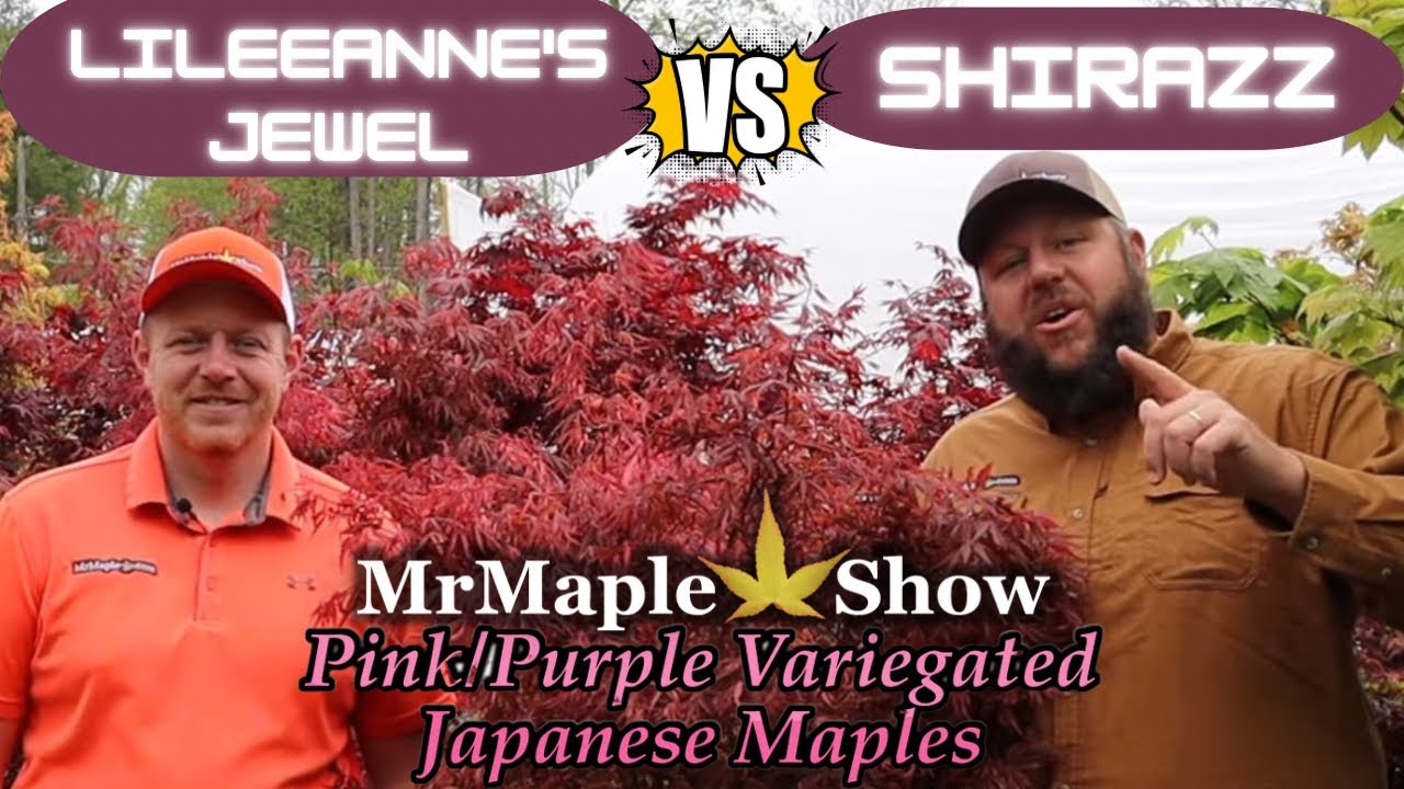 Comparing Hot Pink, Purple & Red Variegated Japanese Maples