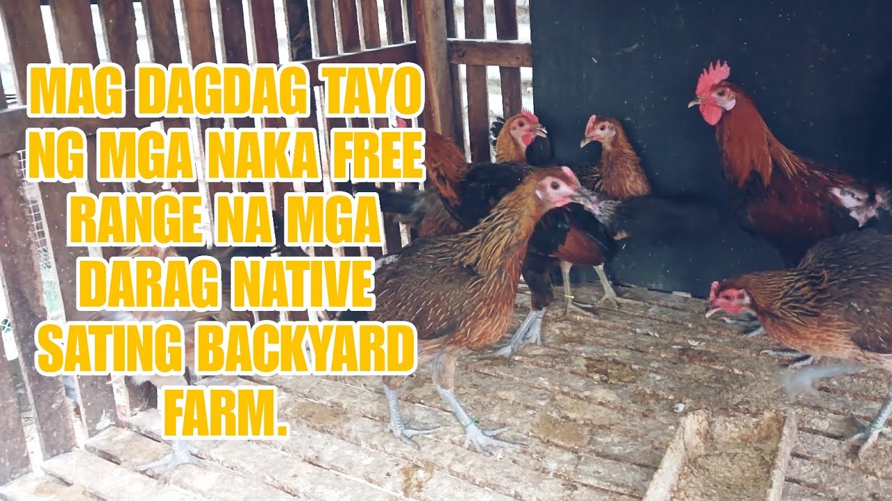 DAGDAG FREE RANGE DARAG NATIVE CHICKEN.