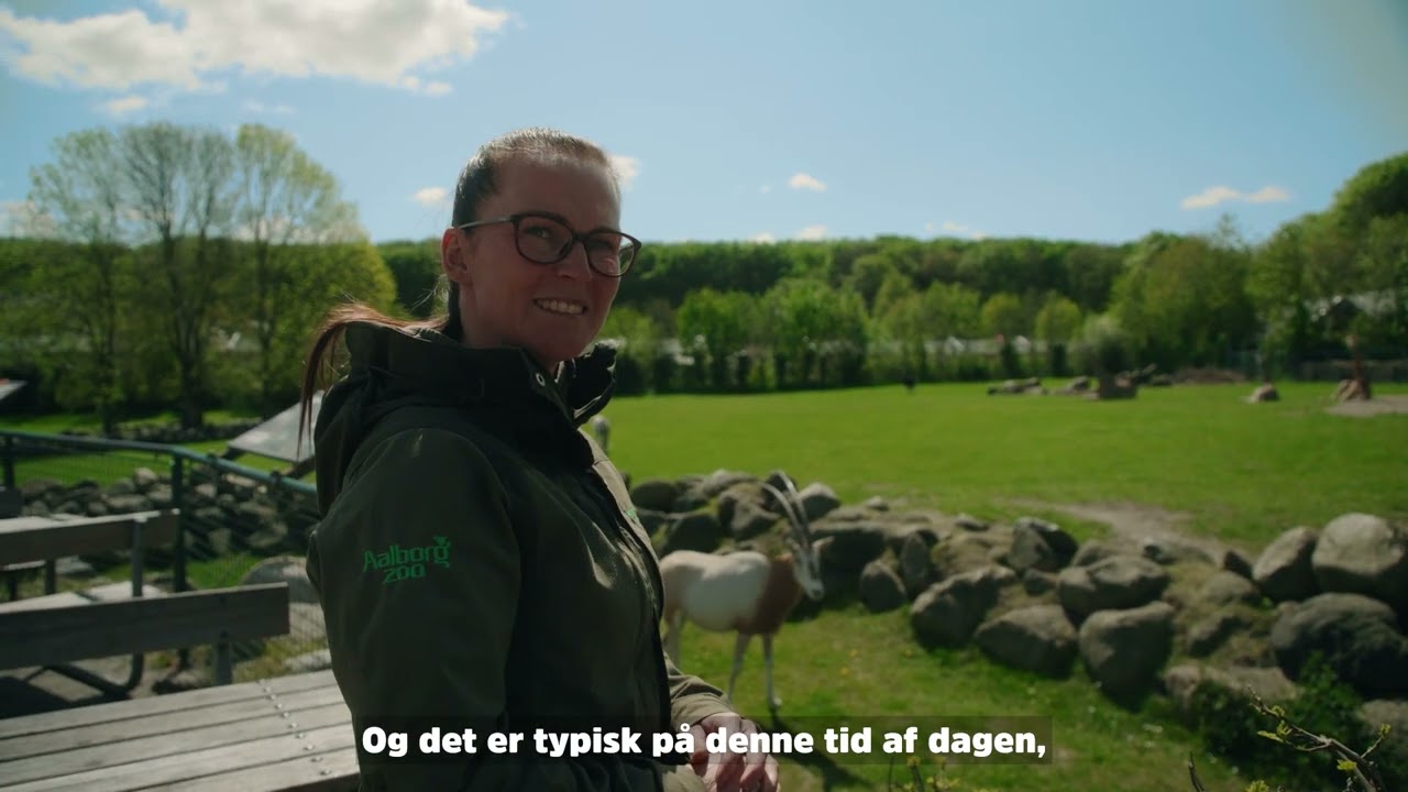 Giraf med hoved i begge ender | Vlog Sæson 4 | Episode 7 | Aalborg Zoo