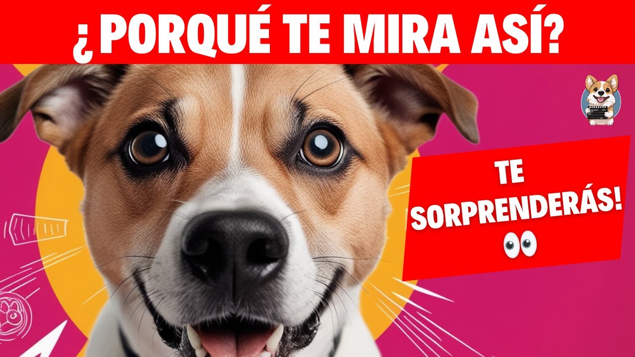 ¡ALERTA! Esto Es Lo Que Tu Perro Te Quiere Decir Cuando Te Mira Así