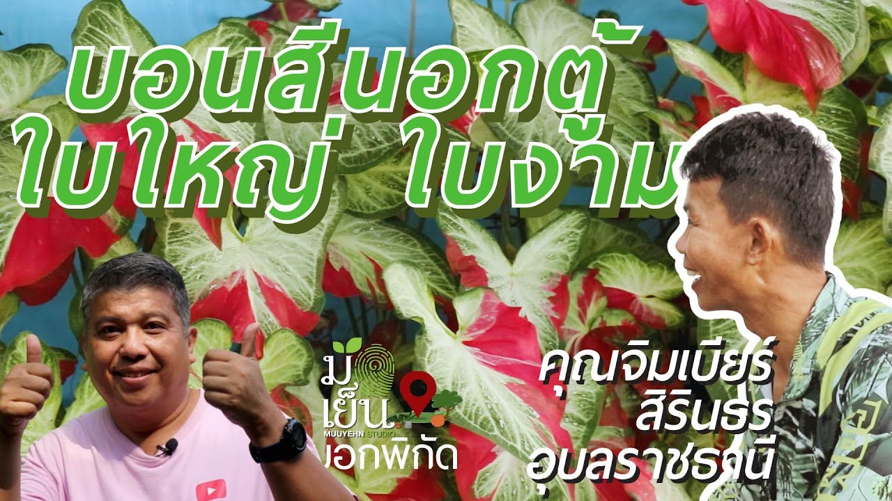 บอนสีนอกตู้ใบใหญ่ ใบงาม เลี้ยงตามได้ไม่ยากเลย สวนอารยาสิรินธร อุบลราชธานี